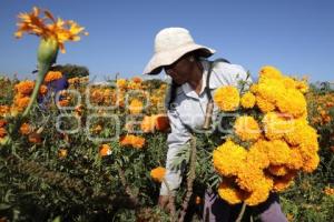 FLOR DE CEMPASÚCHIL