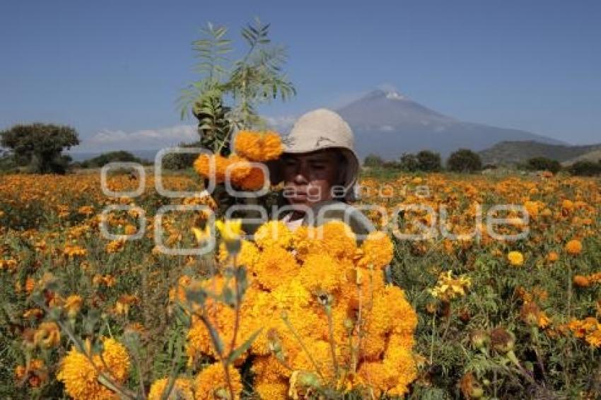 FLOR DE CEMPASÚCHIL