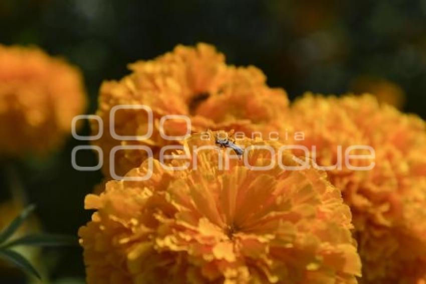 TLAXCALA . FLOR DE CEMPASÚCHIL