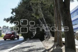 TLAXCALA . SEGURIDAD . ÁRBOL