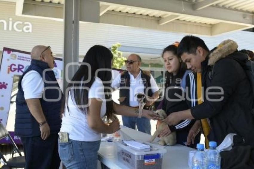 TLAXCALA . ADOPCIÓN PERROS RESCATADO