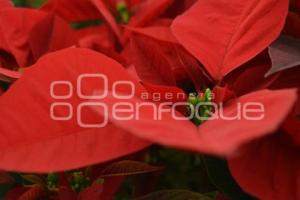 ATLIXCO . FLOR DE NOCHEBUENA