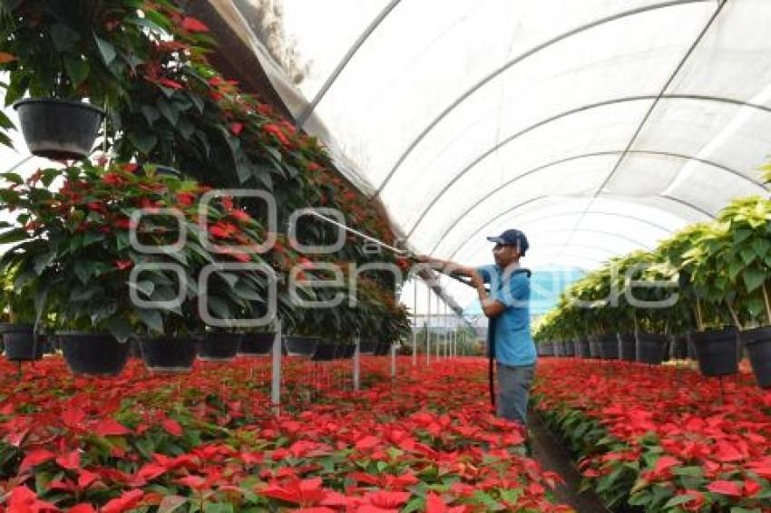 ATLIXCO . FLOR DE NOCHEBUENA