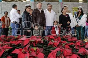 TENANGO . FLOR DE NOCHEBUENA