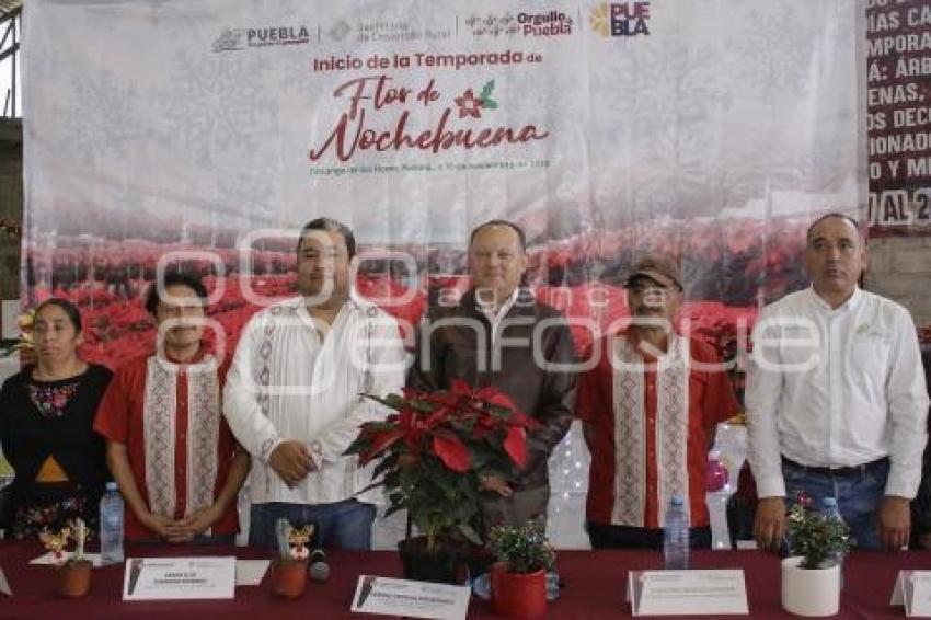 TENANGO . FLOR DE NOCHEBUENA