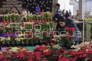 TENANGO . FLOR DE NOCHEBUENA