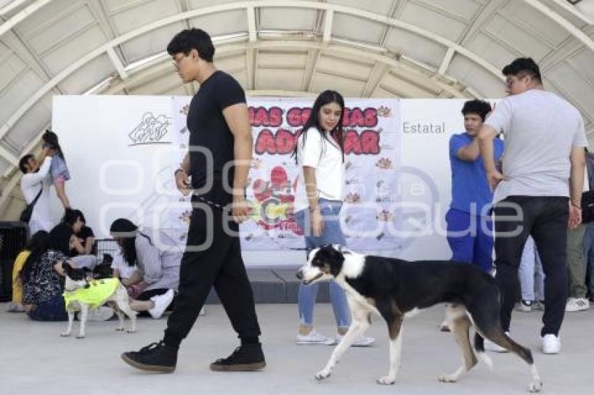 CASA PUEBLA . FERIA DE ADOPCIÓN