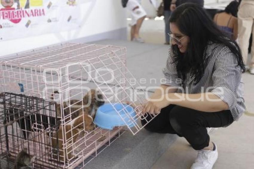 CASA PUEBLA . FERIA DE ADOPCIÓN