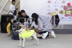 CASA PUEBLA . FERIA DE ADOPCIÓN