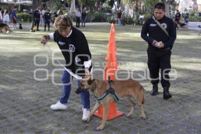 SAN PEDRO CHOLULA . ADIESTRAMIENTO CANINO