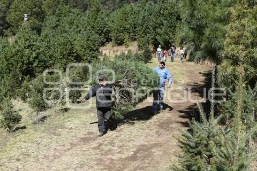 TLAXCALA - ÁRBOLES DE NAVIDAD