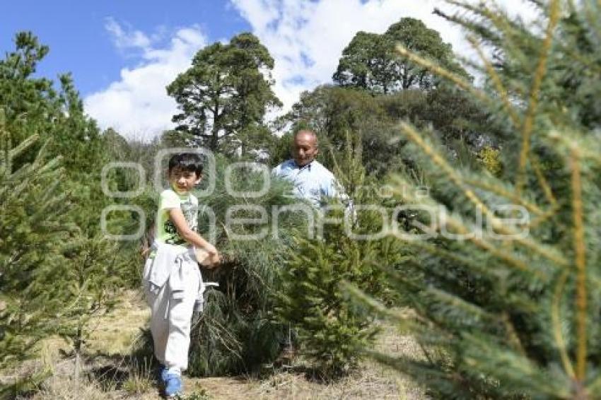 TLAXCALA - ÁRBOLES DE NAVIDAD