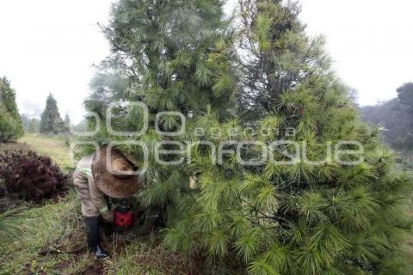 ZACATLÁN . ÁRBOLES NAVIDAD