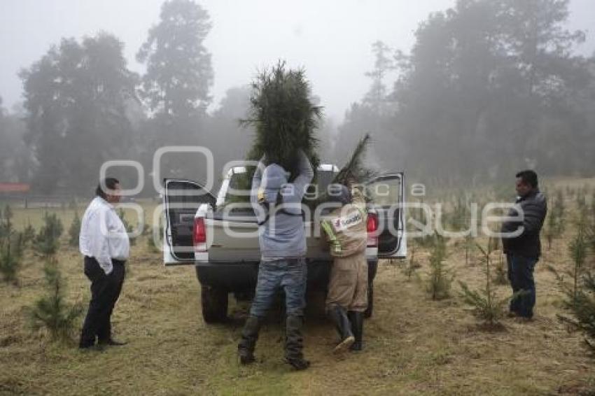 ZACATLÁN . ÁRBOLES NAVIDAD