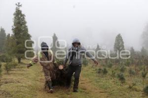 ZACATLÁN . ÁRBOLES NAVIDAD