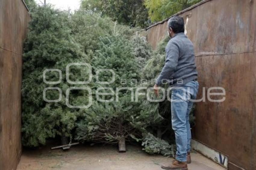 RECICLAJE . ÁRBOLES DE NAVIDAD