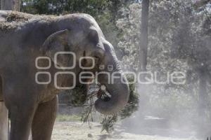 AFRICAM SAFARI . VERDE NAVIDAD