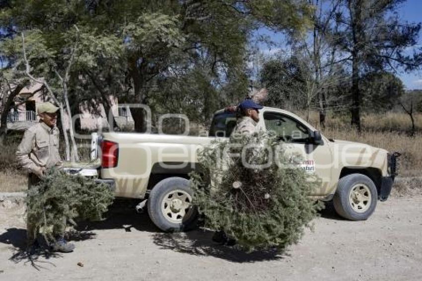 AFRICAM SAFARI . VERDE NAVIDAD