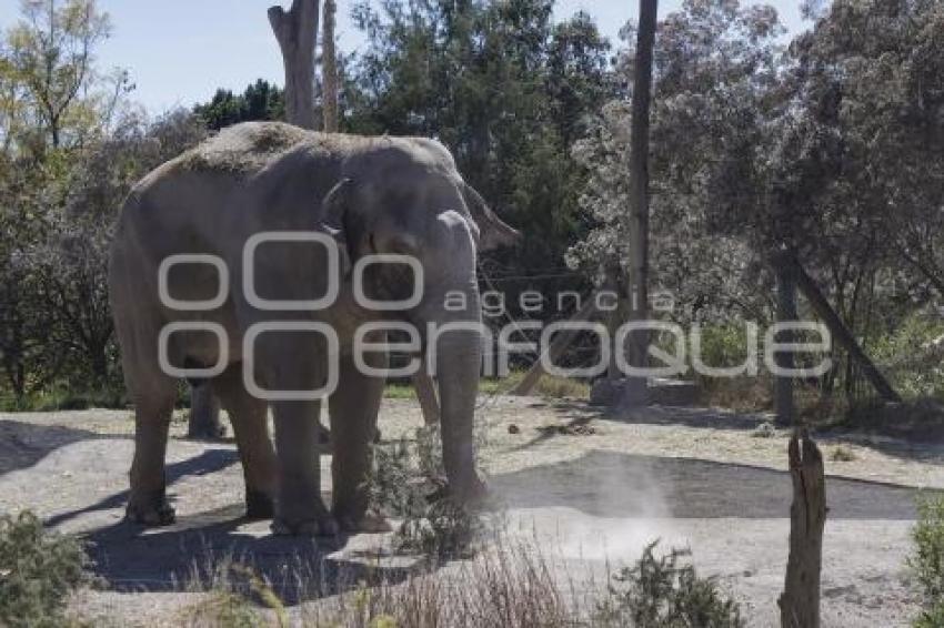 AFRICAM SAFARI . VERDE NAVIDAD