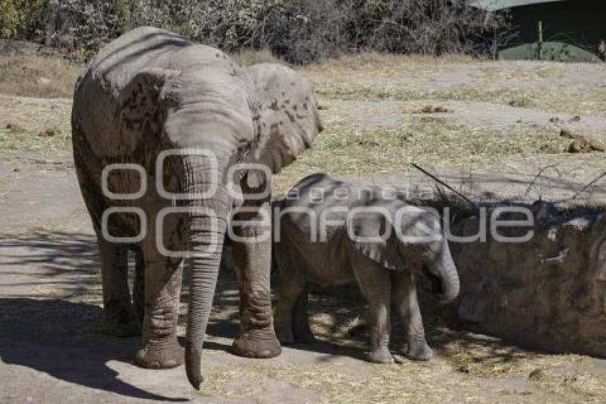 AFRICAM SAFARI . VERDE NAVIDAD