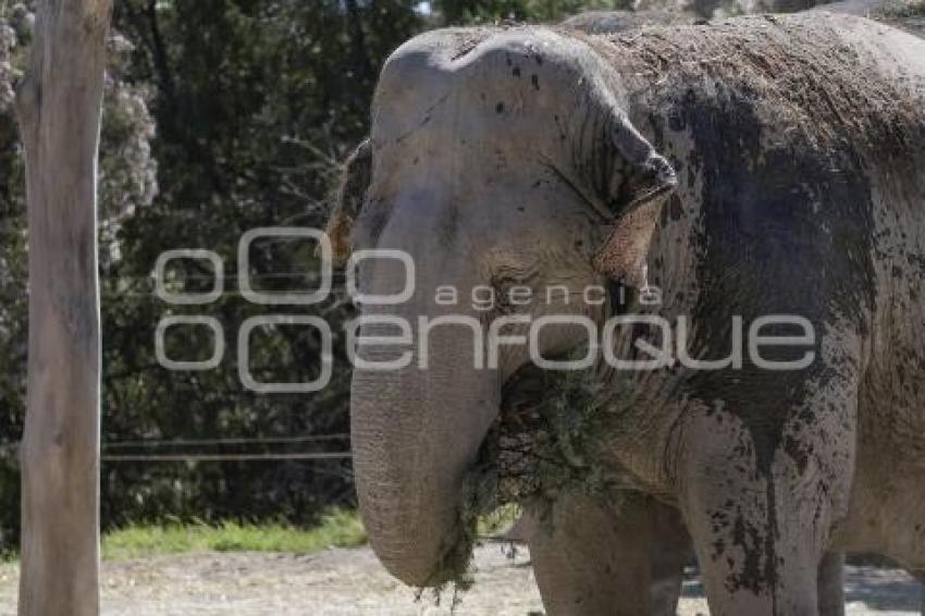 AFRICAM SAFARI . VERDE NAVIDAD