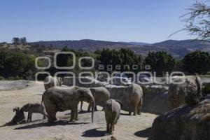 AFRICAM SAFARI . VERDE NAVIDAD