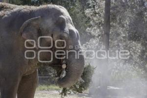 AFRICAM SAFARI . VERDE NAVIDAD