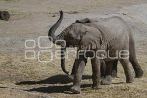 AFRICAM SAFARI . VERDE NAVIDAD