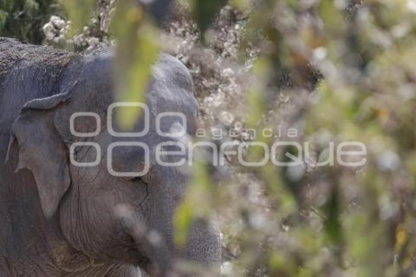 AFRICAM SAFARI . VERDE NAVIDAD