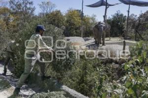 AFRICAM SAFARI . VERDE NAVIDAD