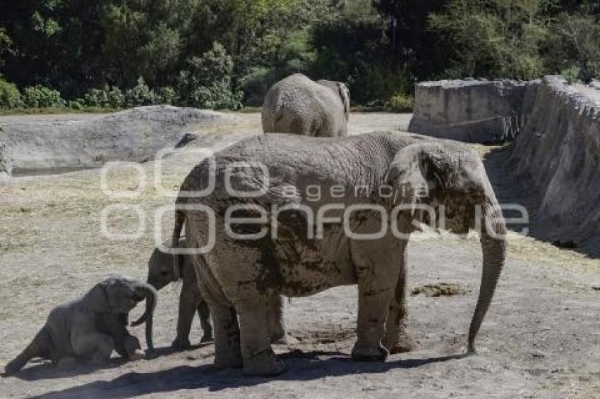 AFRICAM SAFARI . VERDE NAVIDAD