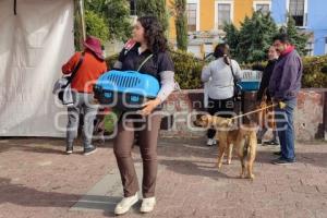 TLAXCALA . CAMPAÑA DE ESTERILIZACIÓN