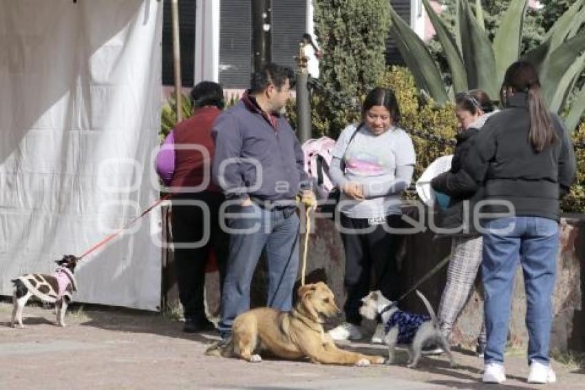 TLAXCALA . CAMPAÑA DE ESTERILIZACIÓN