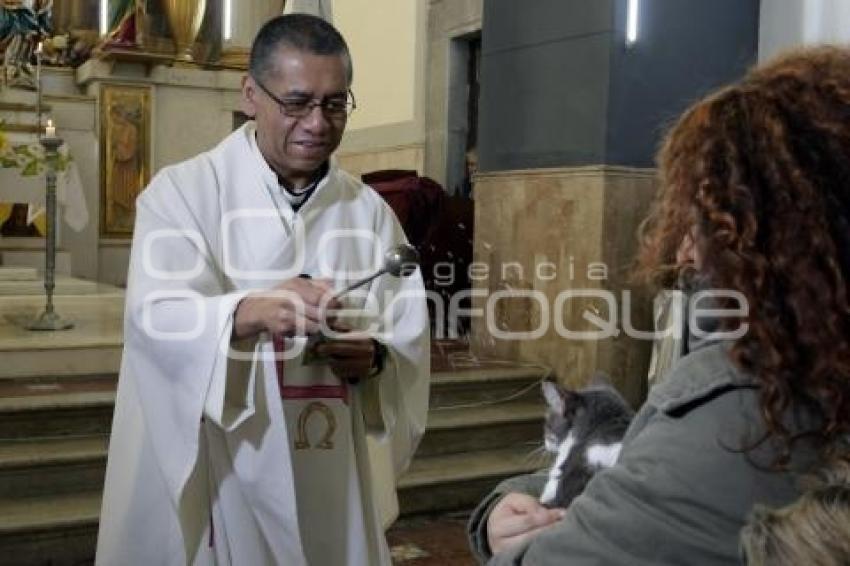 BENDICIÓN DE ANIMALES