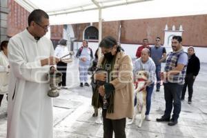 BENDICIÓN DE ANIMALES