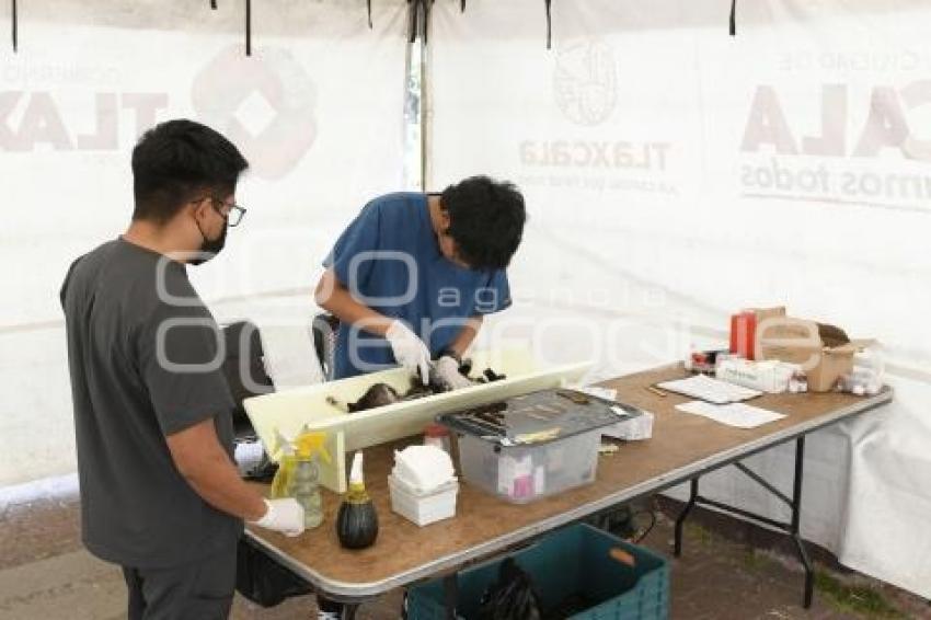 TLAXCALA . JORNADA DE ESTERILIZACIÓN