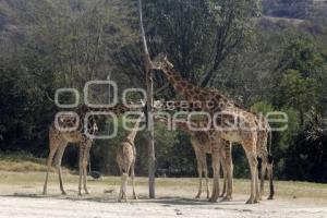 AFRICAM SAFARI . BENITO