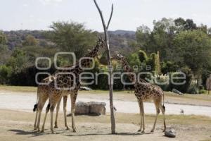 AFRICAM SAFARI . BENITO