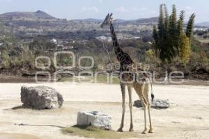 AFRICAM SAFARI . BENITO