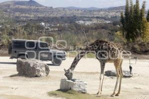 AFRICAM SAFARI . BENITO