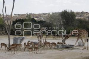 AFRICAM SAFARI . BENITO