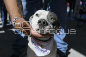 TLAXCALA . ADOPCIÓN MASCOTAS