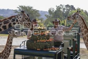 AFRICAM SAFARI . BENITO