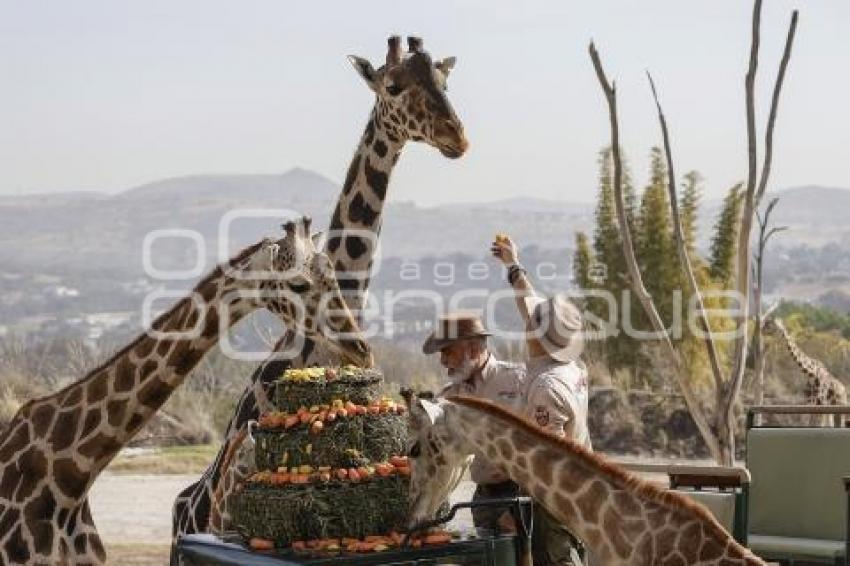 AFRICAM SAFARI . BENITO