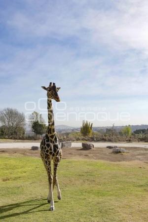 AFRICAM SAFARI . BENITO