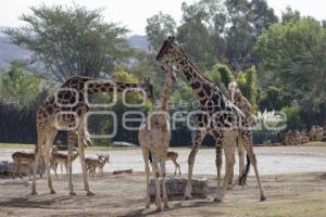 AFRICAM SAFARI . BENITO