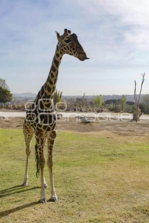 AFRICAM SAFARI . BENITO