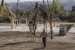 AFRICAM SAFARI . BENITO