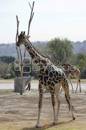 AFRICAM SAFARI . BENITO