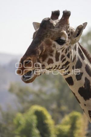 AFRICAM SAFARI . BENITO